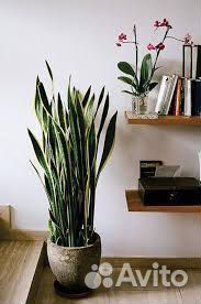 Сансевьера