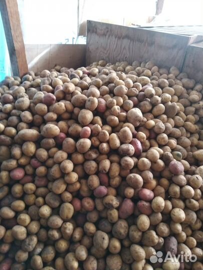 Продам картофель