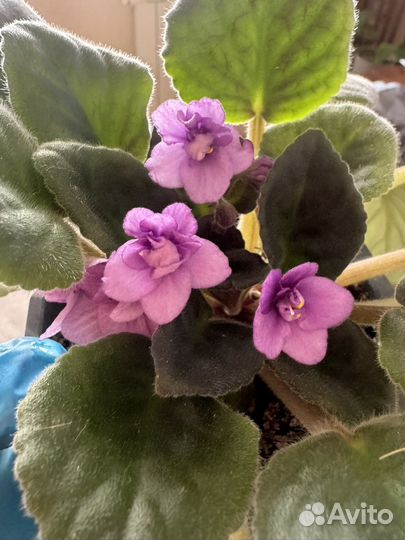 Комнатные растения