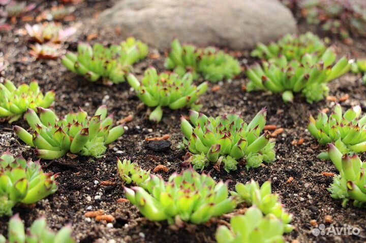 Молодило -каменная роза трубчатое №4