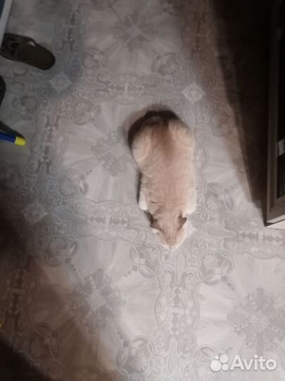 Случка кота