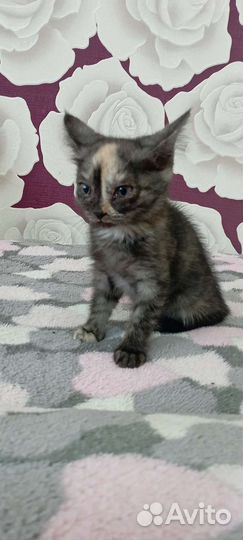 Шотландская кошка