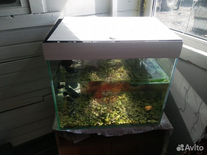 Аквариум с рыбками