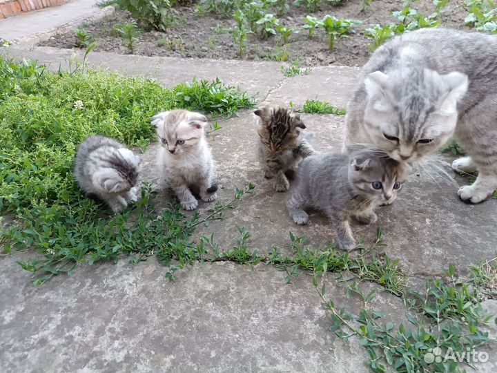 Отдам вислоухих котят в добрые руки