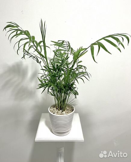 Пальма хамедорея или Бамбуковая пальма