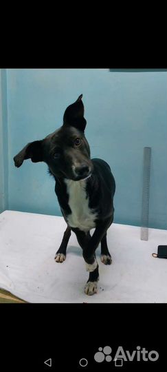 Собака в добрые руки отдам бесплатно