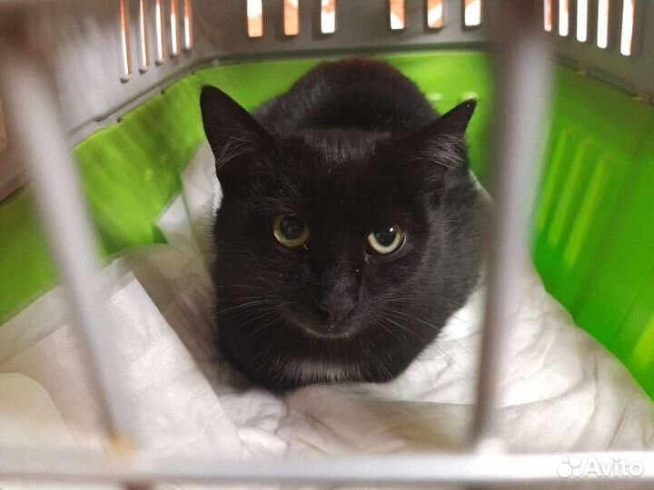 Маркиз и Рокки ищут дом