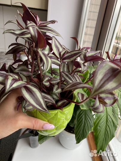 Традесканция зебрина