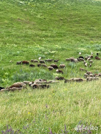 Овцы арашан