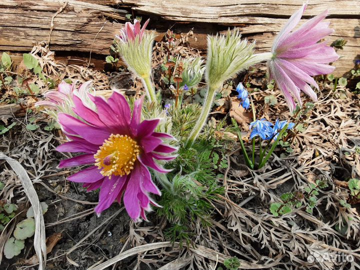 Семена прострела (подснежник, сон-трава)