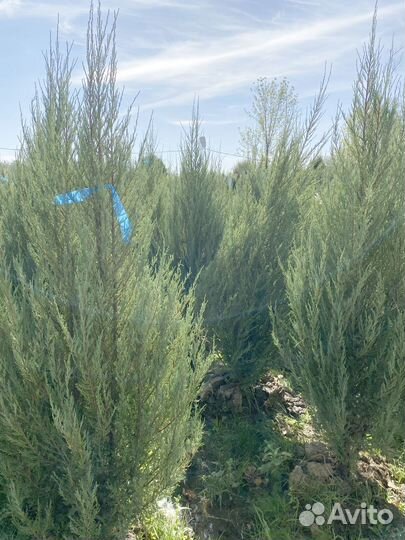 Можжевельник Блю Эроу из питомника 3,05 метра