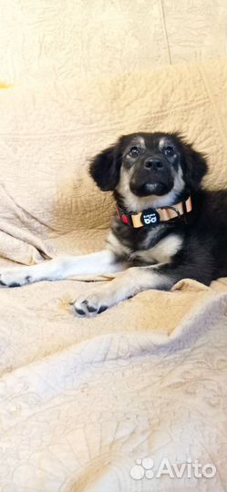 Собака (щенок)