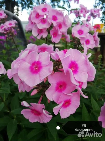 Флоксы. 10 сортов