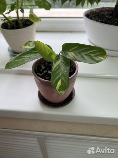 Калатея Лубберса