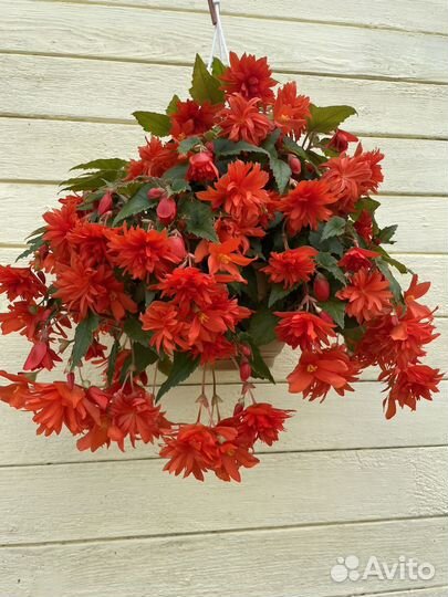 Бегония беллекония