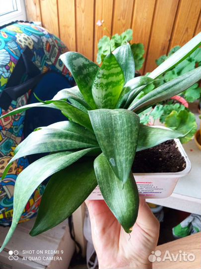 Сансевиерия ханни