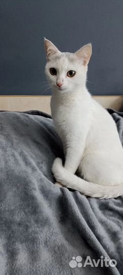 Кошечка в добрые руки