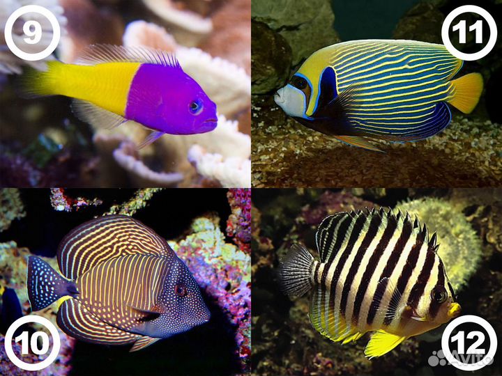 Морские рыбки