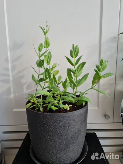 Саженцы цветов