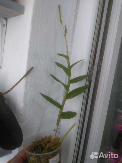 Орхидея эпидендрум