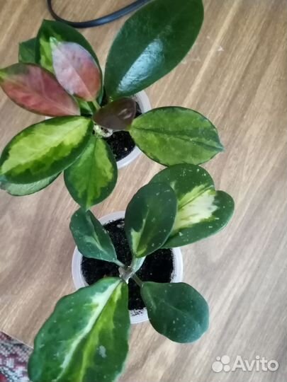 Хойя Аустралис Лиза и Обовата вариегатная