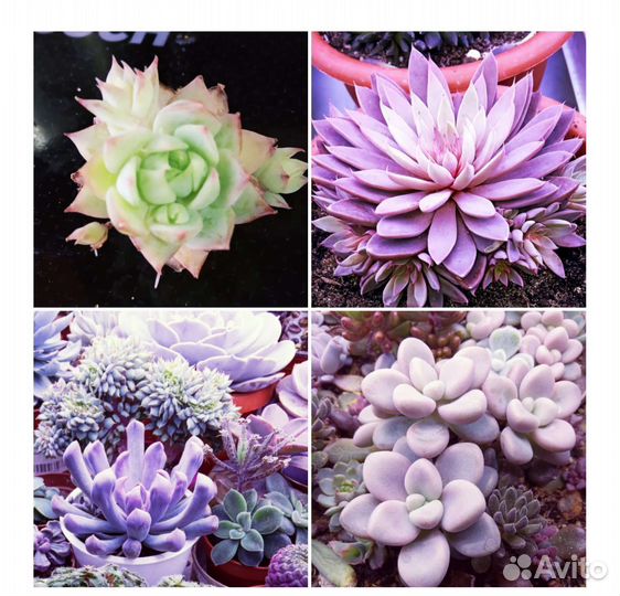 Суккуленты детки в наборе редкие виды
