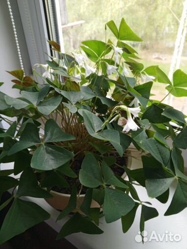 Кислица(бабочки)