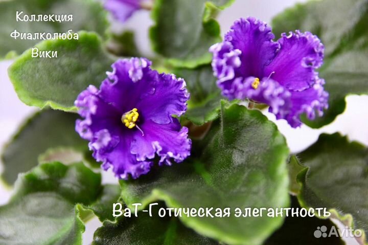 Сортовые фиалки. 93 сорта