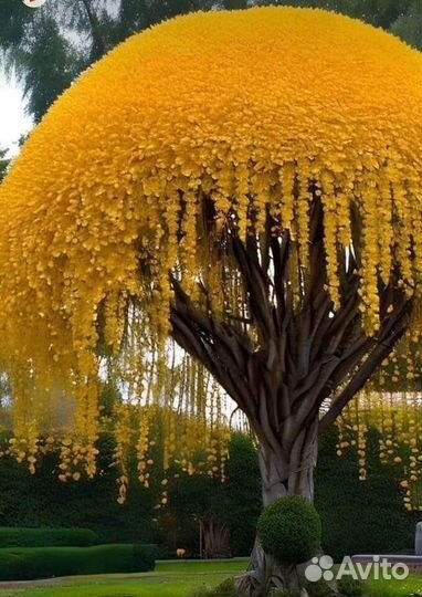 Кассия индийская семена