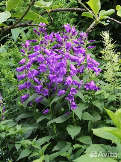 Колокольчик фиолетовый