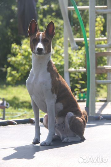 Вязка кобель басенджи