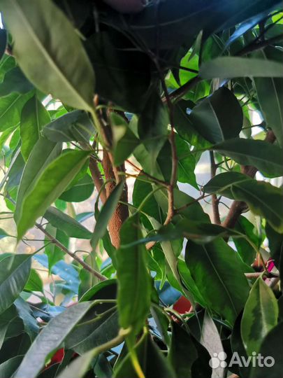 Фикус бенджамина