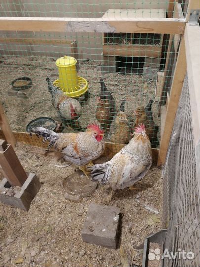 Петух кремового хохлатого легбара