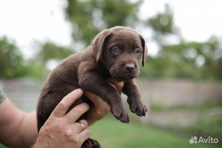 Щенки лабрадора шоколадные