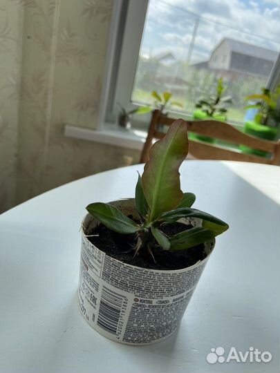 Кактус молочай миля крупноцветковый