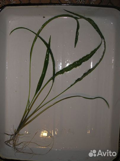 Креветки вишневые, растения