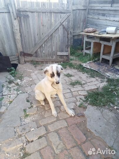 Собака для охраны