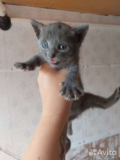 Котята в дар бесплатно
