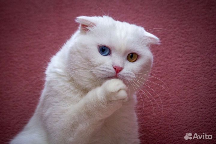 Кошечка ищет дом