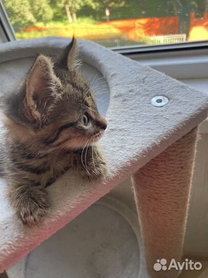 Полосатая тигрица