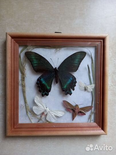 Бабочки в рамке