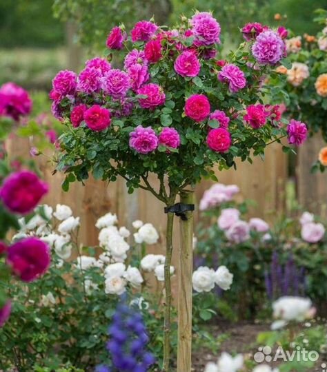 Роза на штамбе