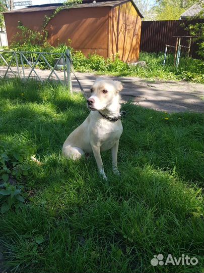 Митис лабрадора