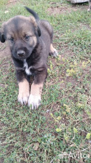 Ищем добрые руки