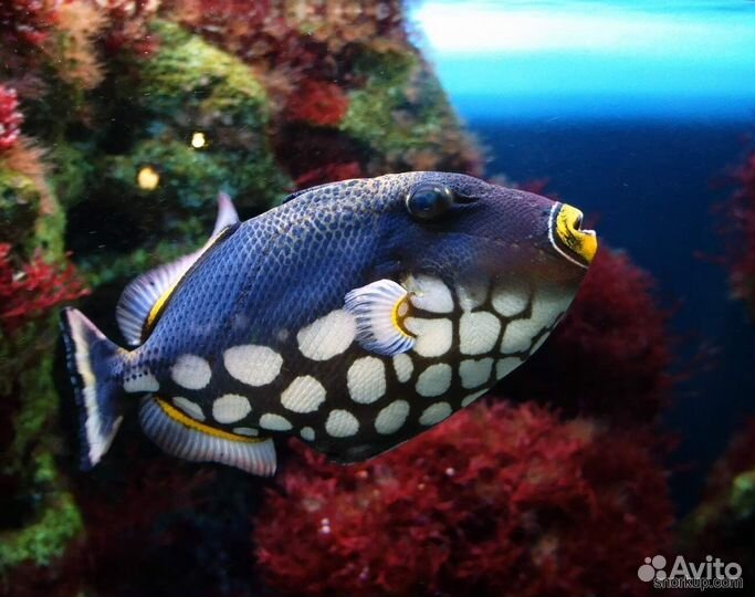 Рыбка Спинорог Крупнопятнистый