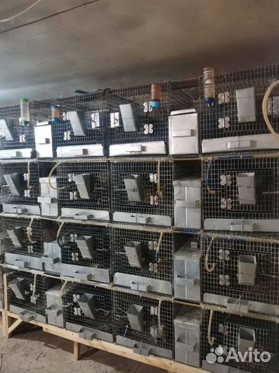 Клетки для кроликов и шиншилл, шиншиллы