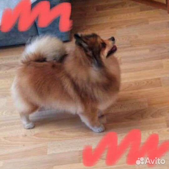 Стрижка собак и кошек