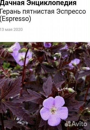 Растения для сада