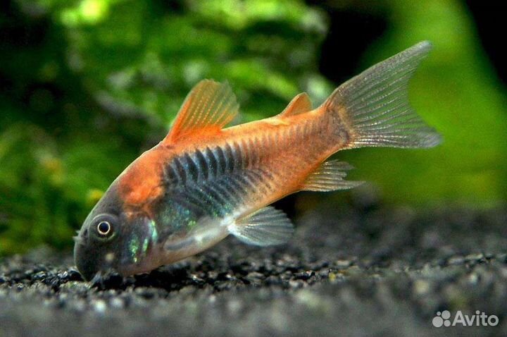 Аквариумные рыбки - Африканские цихлиды