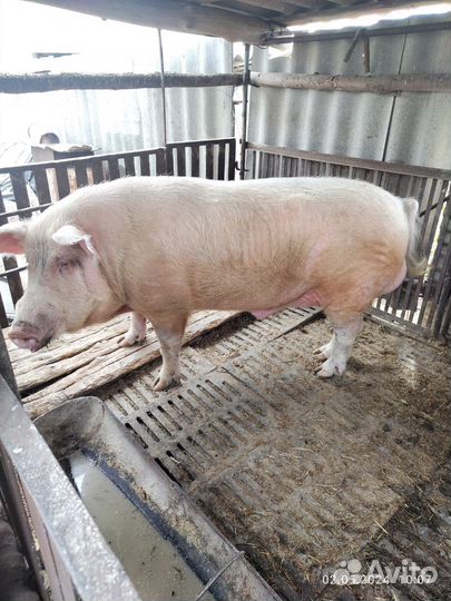 Хряк на племя